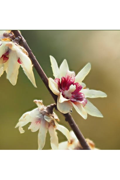 Квіти Хімонанта раннього